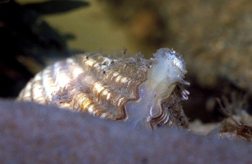 Het water van de Waddenzee was nooit eerder zo warm in juni, met gevolgen voor schelpdieren / Foto: "Ecomare - kokkel" door Ecomare/Sytske Dijksen