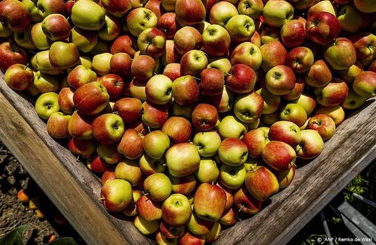 Telers: appelbloesemkever steeds groter probleem voor appeloogst