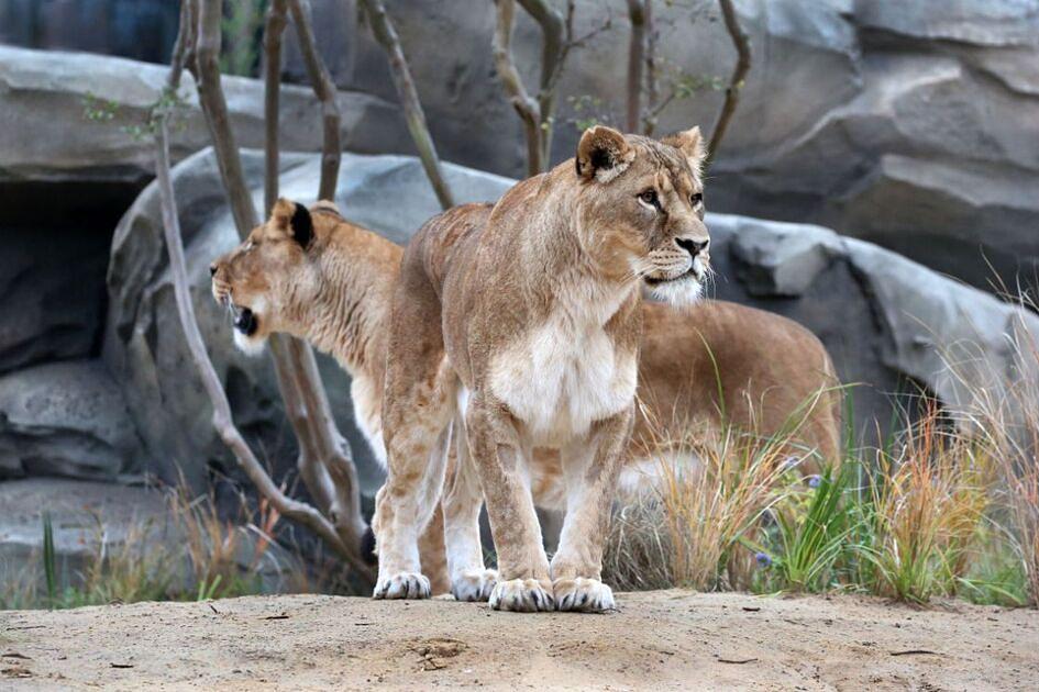 ARTIS opent nieuw leeuwenverblijf voor bezoekers / Foto: Ronald van Weeren