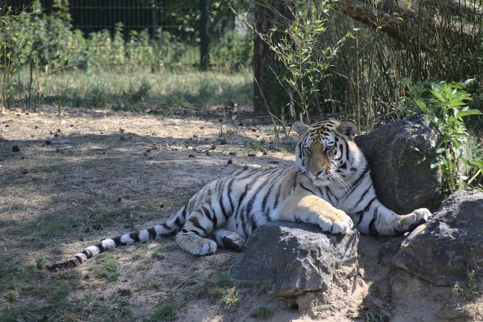 Dierentuin vaker verkozen boven pretpark dankzij educatief aspect