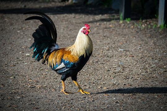 Recreatiepark De Koornmolen heeft zeven gedumpte hanen rondlopen: 'Maken veel kabaal'