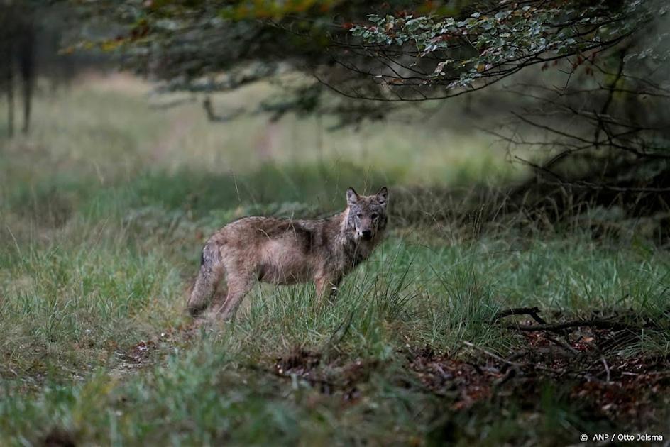 Minimaal tien jonge wolven in Drenthe