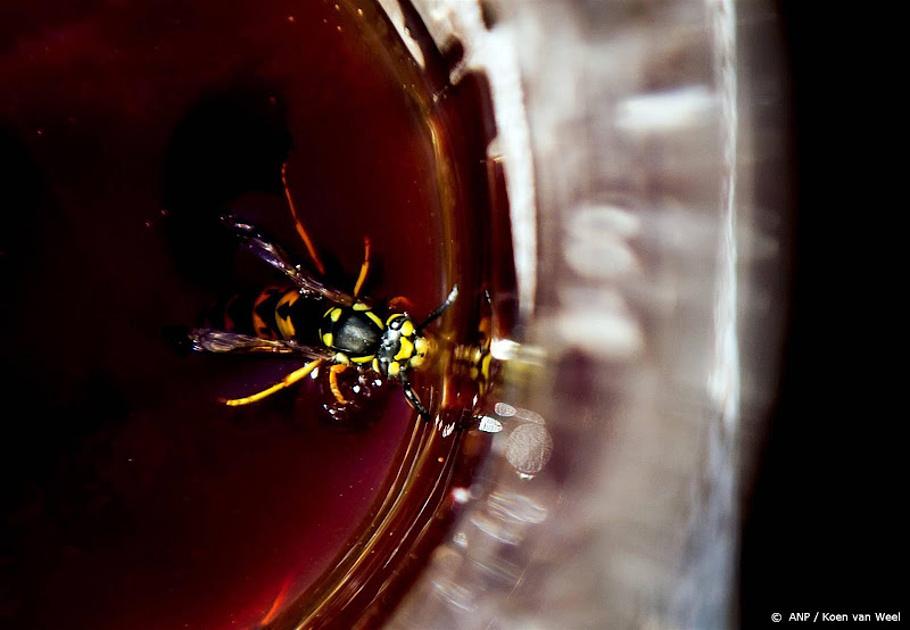 Nationale Wespentelling: 'Limonadewesp' weer meest getelde wespensoort