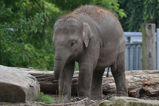 Oudste olifant van Nederland op 53-jarige leeftijd overleden / Foto: "Aziatische olifant" door Tim Strater