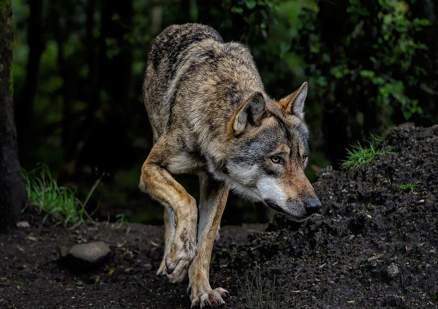 EU denkt over minder beschermen van wolf