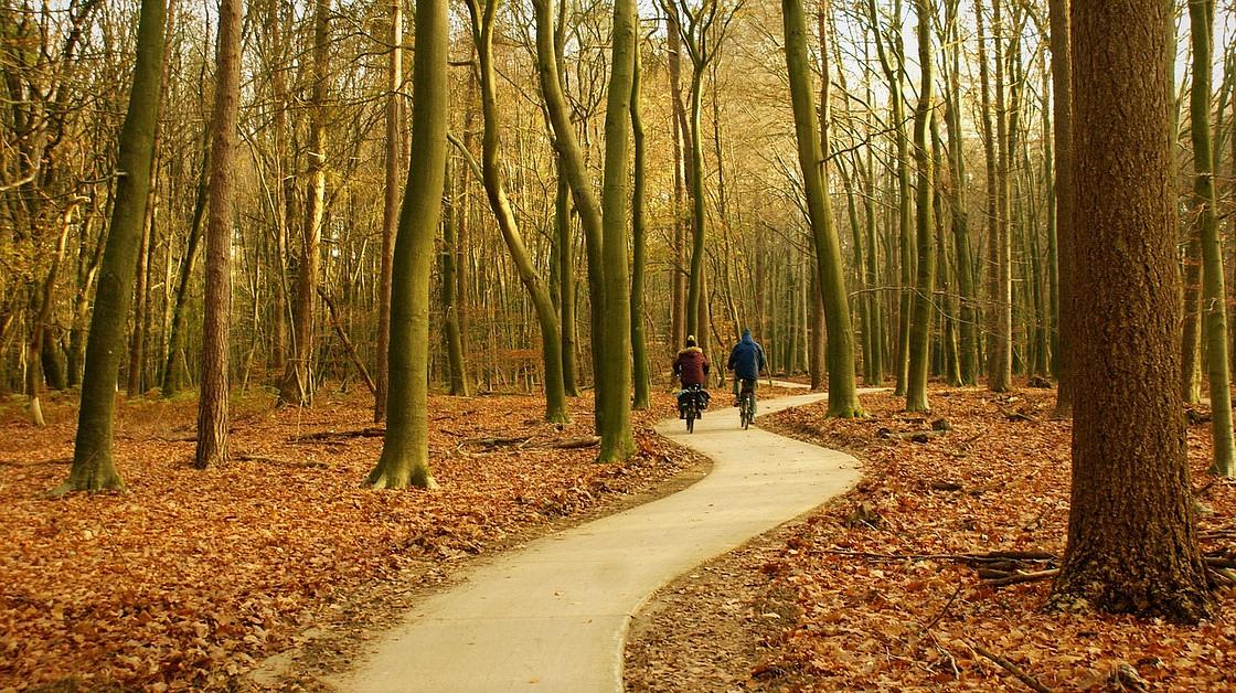 Zuid-Holland wil meer bossen aanleggen