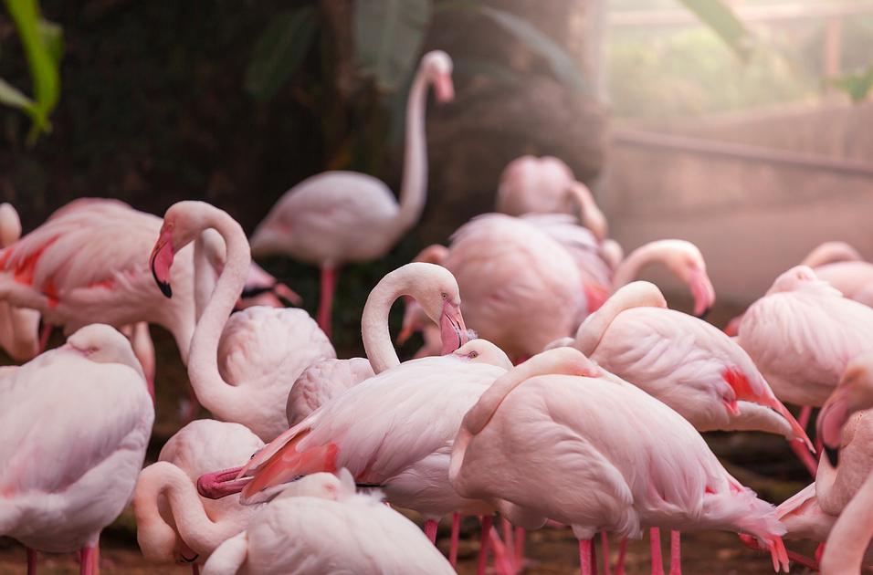 Groeiende flamingokolonie in Blijdorp zorgt voor een gekleurd welkom