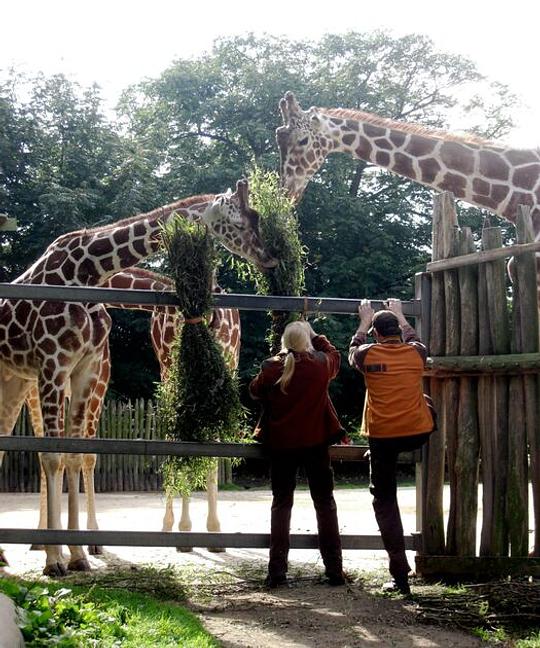 Dierentuinen moeten mee met de tijd / Foto: "Diergaarde Blijdorp -- Feeding Giraffes" door Craig Booth