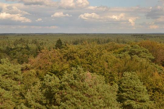 Als particulier een stukje bos kopen / Foto: "Uitzicht op het bos vanaf de uitkijktoren Besthmenerberg" door Janko Hoener