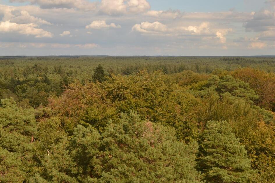 Als particulier een stukje bos kopen / Foto: "Uitzicht op het bos vanaf de uitkijktoren Besthmenerberg" door Janko Hoener