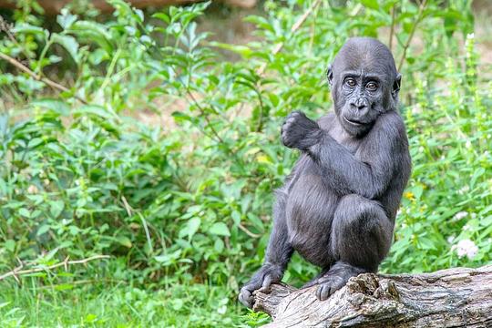 Apenheul zoekt nieuwe donateurs: adopteer een aap