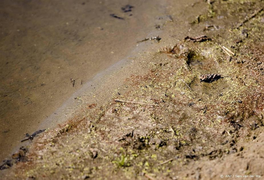 Waterschap: rivierkreeftjes oorzaak van blauwalg