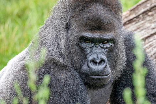 Nieuwe gorillaleider Banjoko volgt pensionado Bao Bao in Apenheul op