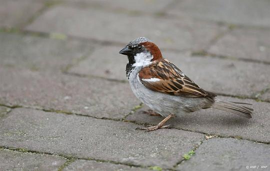 Vogelbescherming: 'Tuinvogeltellers moeten extra letten op huismus'
