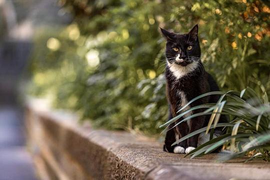 Gemeente Houten vraagt inwoners om katten tijdens broedseizoen 's nachts binnen te houden