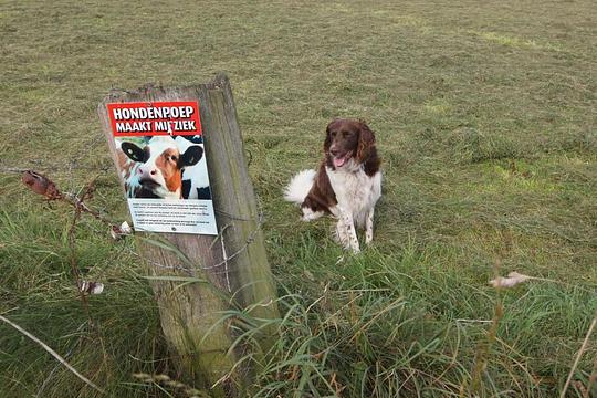 Geen honden toegestaan in Zuid-Hollands natuurgebied: te veel uitwerpselen / Foto: "Hondenpoep maakt mij ziek" door Jan Waalen
