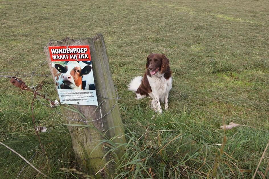 Geen honden toegestaan in Zuid-Hollands natuurgebied: te veel uitwerpselen / Foto: "Hondenpoep maakt mij ziek" door Jan Waalen
