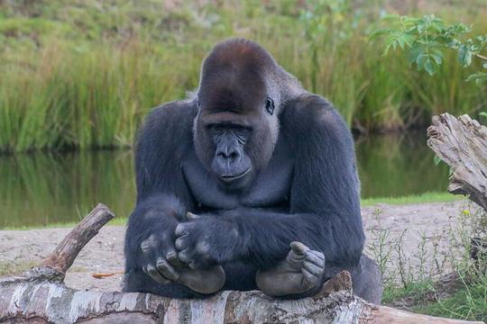 GaiaZOO verwelkomt pasgeboren gorilla / Afbeelding: "Western Gorilla" door -JvL-