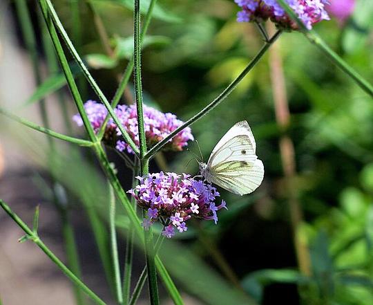 Het gaat niet best met vlinders in Nederland / Foto: "Klein geaderd witje (Pieris napi)" door Sylvia Sassen