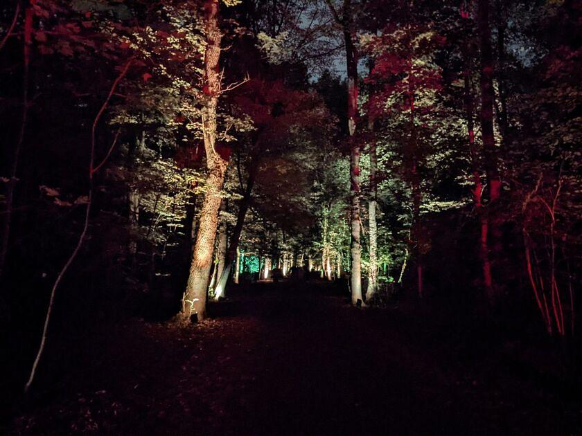 Spot nachtdieren tijdens avondwandeling door het Kralingse Bos bij Rotterdam / Foto: "lampjes in 't bos" door Appie Verschoor