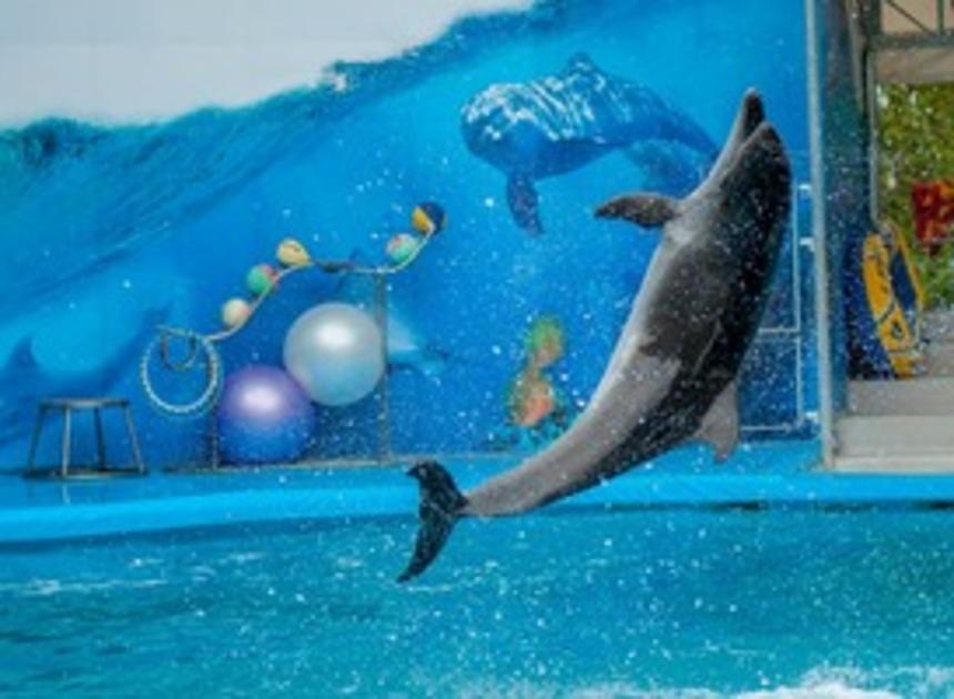 Dolfijnenshow in Portugees dierenpark onderbroken door Nederlandse actiegroep