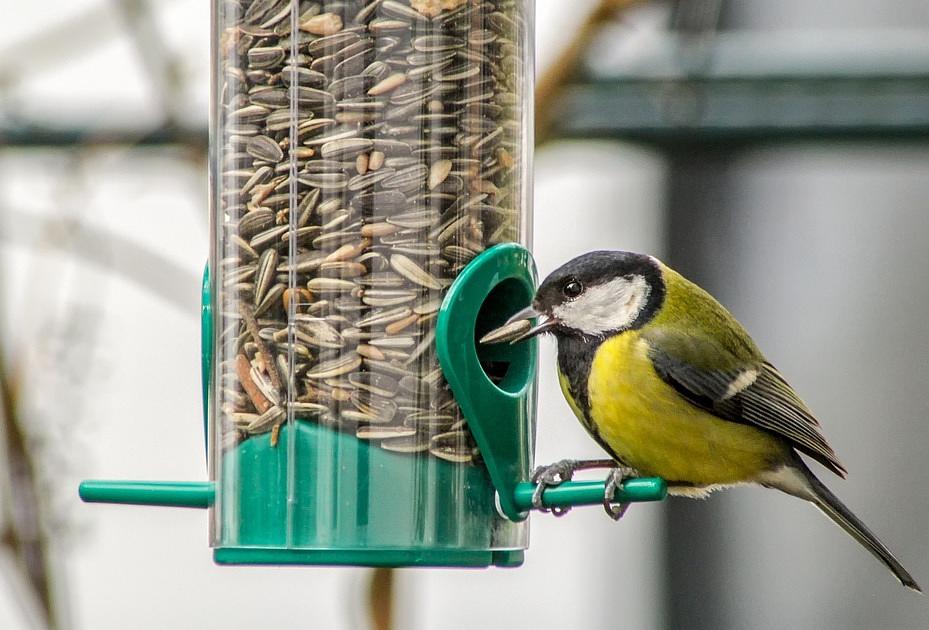 Op deze manieren help je tuinvogels de koude wintermaanden door te komen