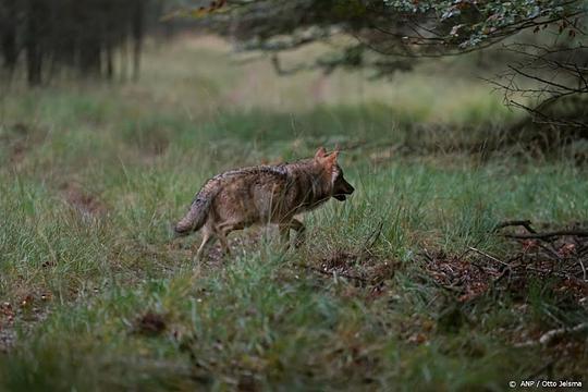Nunspeet vraagt toestemming om voor zes maanden wolven te mogen doden