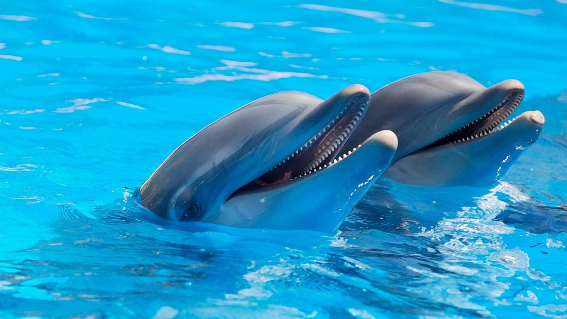 Landbouwminister verontwaardigd over meet-and-greets met dolfijnen in Dolfinarium 