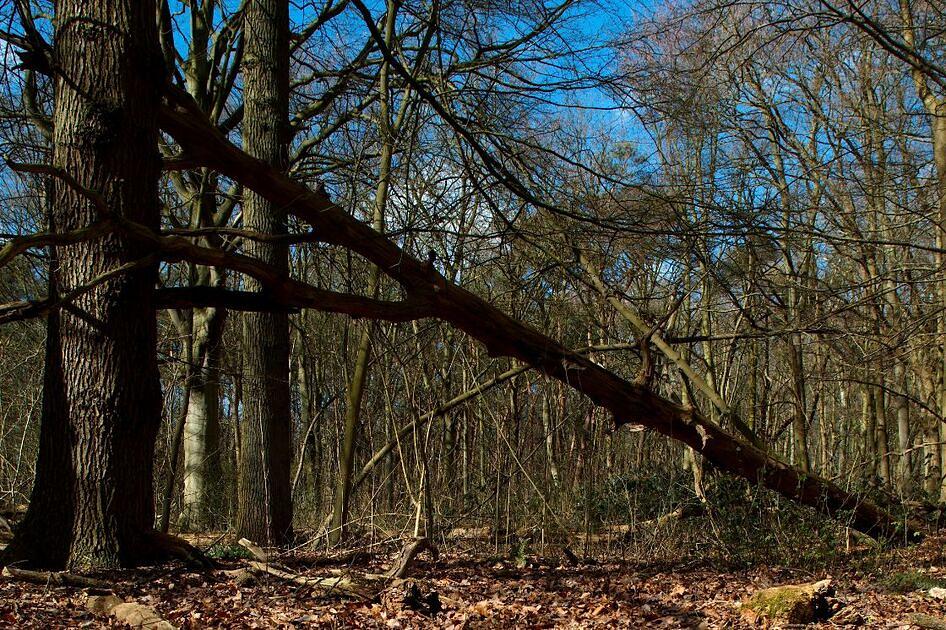 Nederlandse bossen hebben het zwaar / Foto: "Staelduinse Bossen" door Frans de Wit