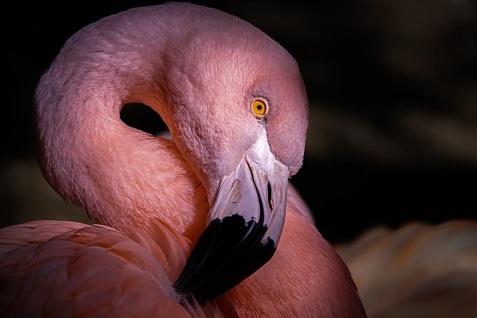 DierenPark Amersfoort ontvangt flamingo’s van Intratuin Utrecht