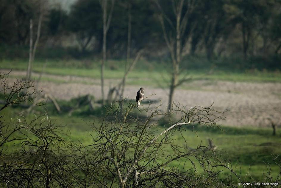 Bos- en moerasvogels doen het goed in Nederland