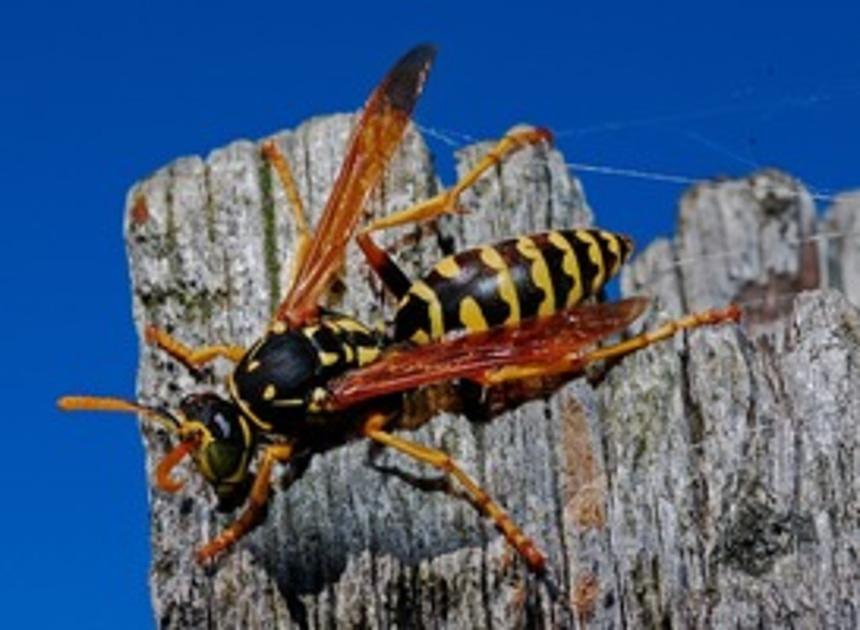 Toverland verklaart oorlog tegen wesp, +80 wespennesten verwijderd 