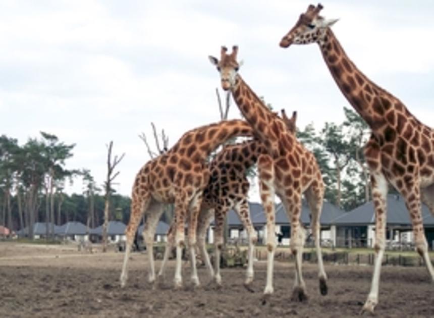 Recordaantal bezoekers voor Safaripark Beekse Bergen in 2022
