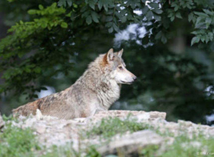 Documentaire Wolf trekt al 10.000 bezoekers