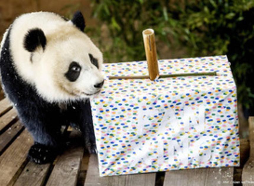 Waarschijnlijk geen nieuwe panda dit jaar in Ouwehand Dierenpark