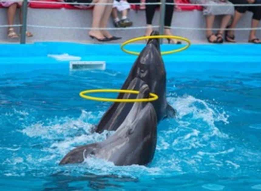 Tweede Kamer spreekt zich uit tegen verplaatsing Dolfinariumdieren naar China