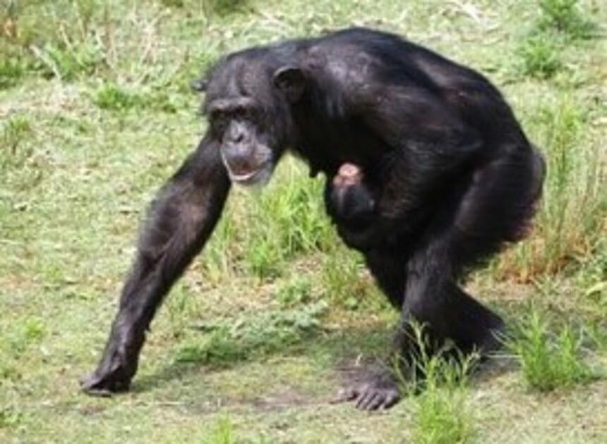 [VIDEO] Geboren Chimpansee in Beekse Bergen is een bijzonderheid