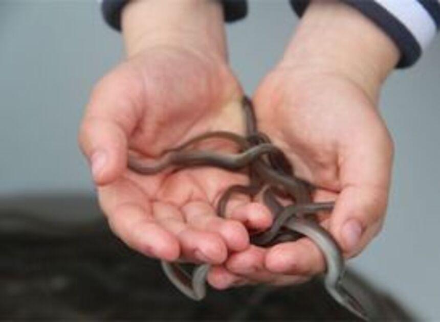 Ruim kwart miljoen jonge palingen uitgezet in de natuur / Foto: Stichting DUPAN