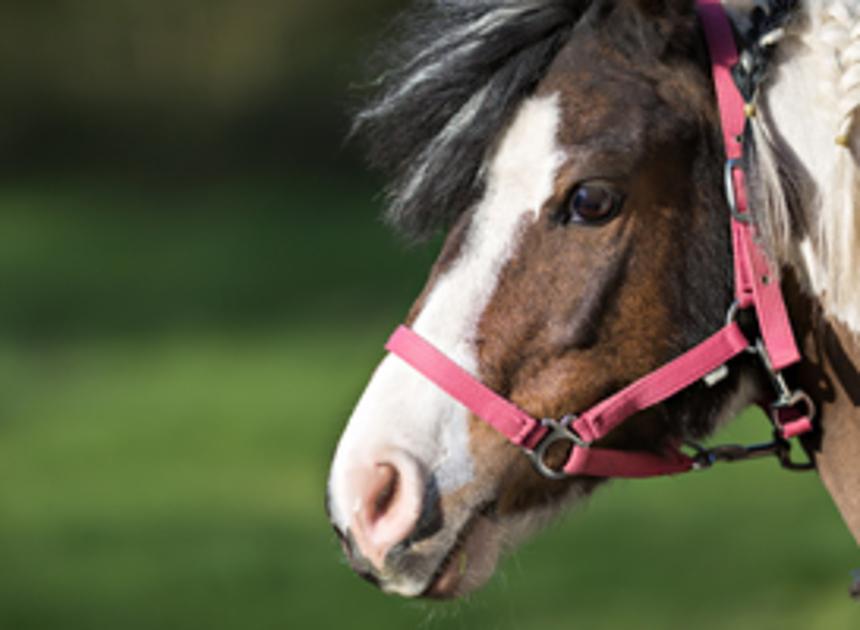 Verloten pony tijdens paardenmarkt in Denekamp was illegaal