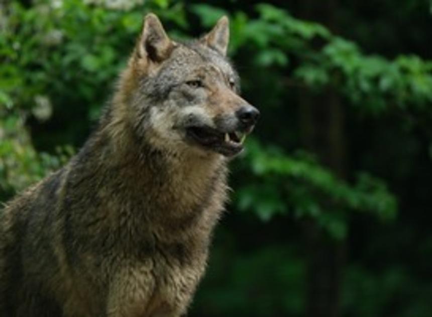 Natuurmonumenten: Gelderland moet vee én wolf beschermen 
