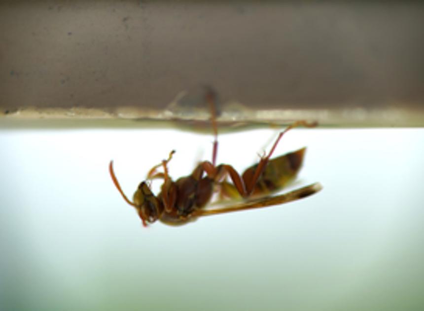 Voor vierde keer Aziatische hoornaar waargenomen in Noord-Holland