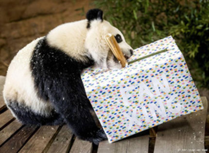 Jonge reuzenpanda Fan Xing blijft langer in Ouwehands dierenpark