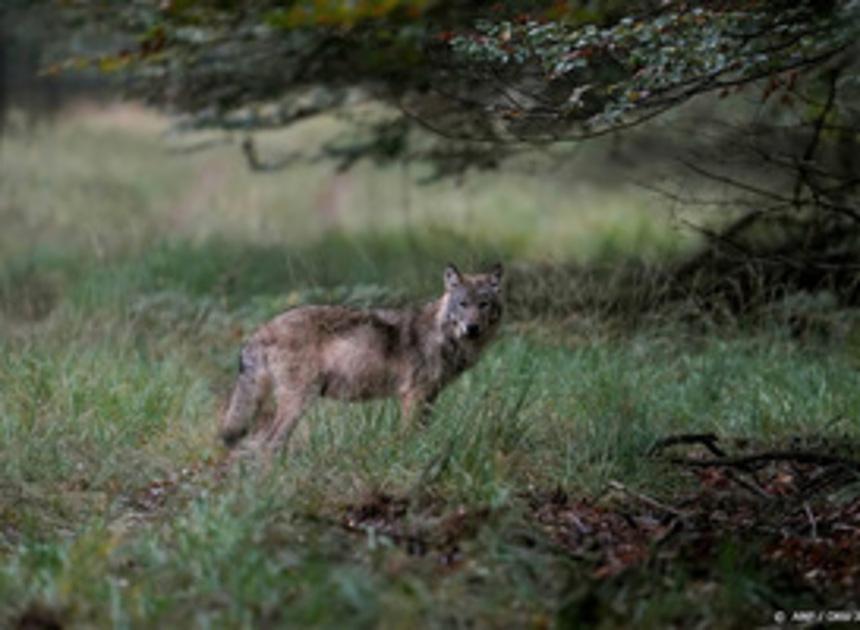Gelderland heeft ontheffing voor inzet paintballgeweer tegen wolf