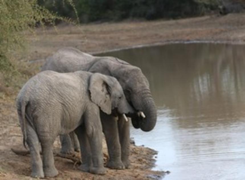 300+ handtekeningen voor olifantenlivestream in DierenPark Amersfoort