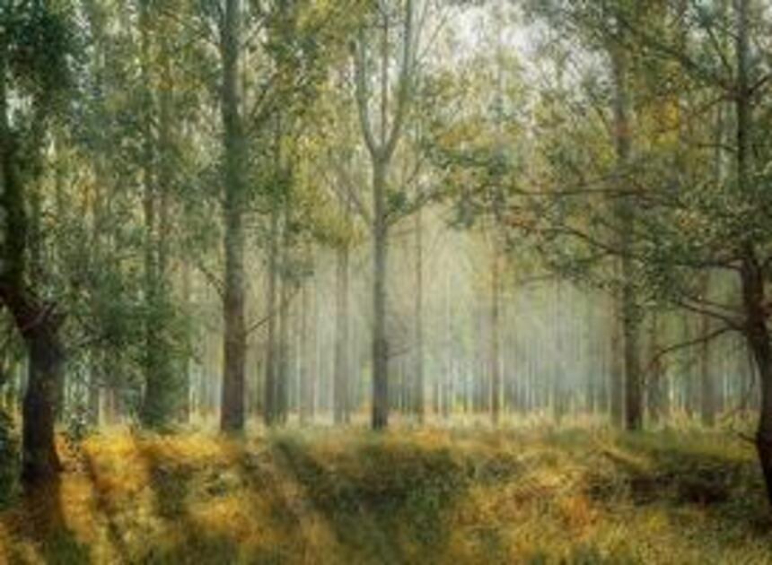 Wandel met een ecoloog door de bossen van Overijssel