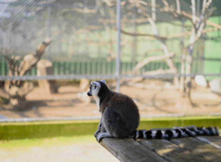 Nederlandse dierentuinbranche pleit voor speciale status Oekraïense dierentuinen 
