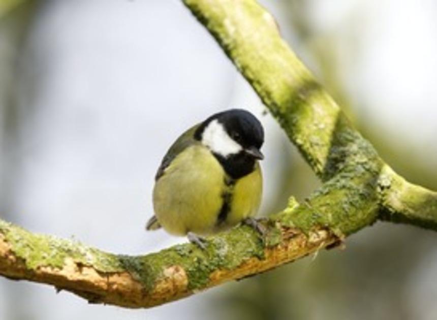 Juni is de maand waarin jonge vogels hun vleugels uitspreiden