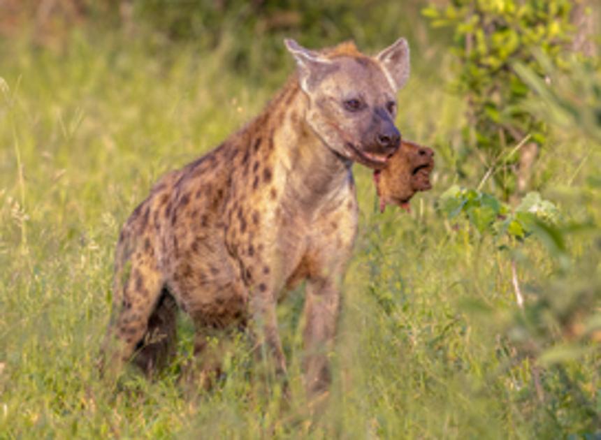 Bezoekers Beekse Bergen geëvacueerd naar ontsnapping hyena