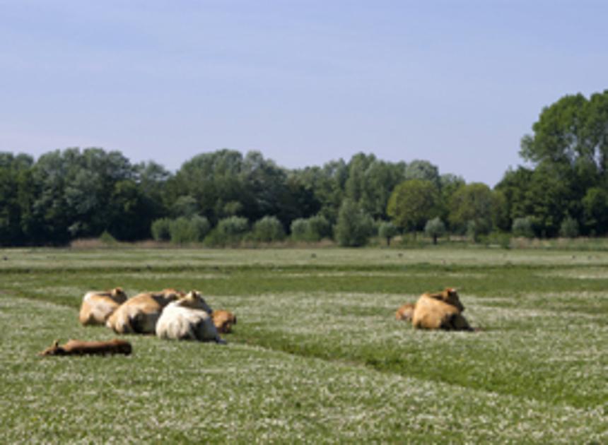 Wakker Dier biedt petitie aan voor nationaal hitteplan in veehouderij
