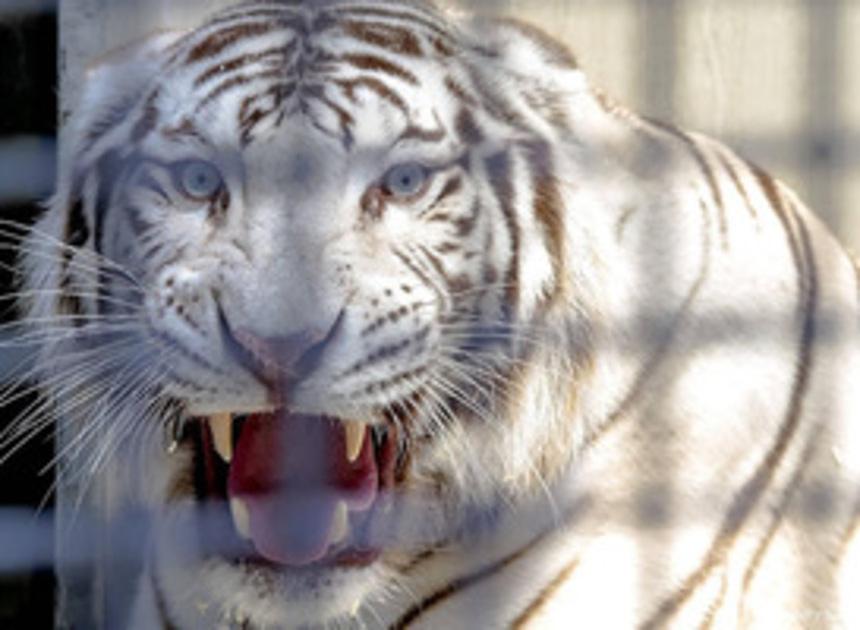 Witte tijger Rama overleden in ZooParc